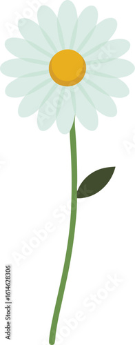 daisy flower isolated on white background