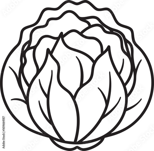 Whole cabbage in black and white line art illustration
