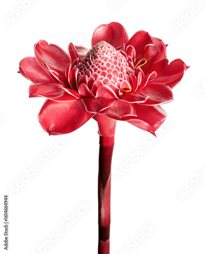 Cuadro en lienzo Etlingera elatior, Red torch ginger flower isolated on white background, with cl
