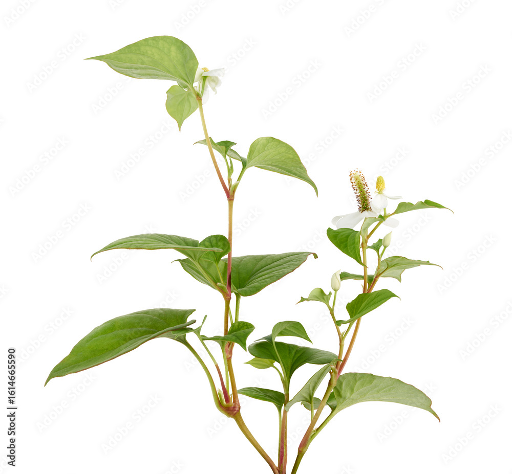 Fototapeta premium Fish mint, Fish leaf with flower isolated on white background, with clipping path 