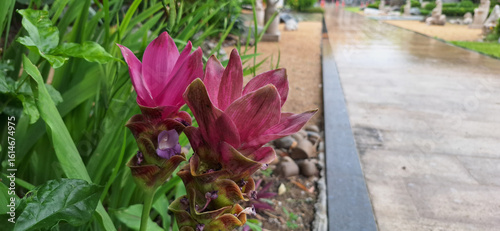 Wallpaper Mural Purple flowers on the walkway in the park. Torontodigital.ca