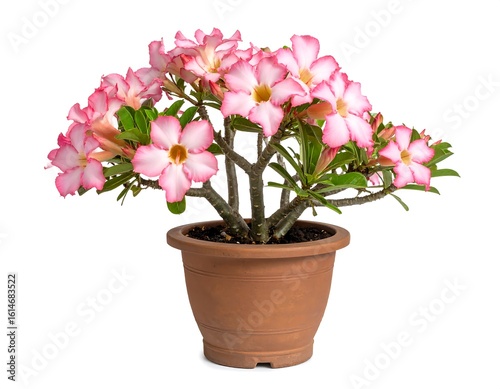 Wallpaper Mural Pink flowers in terracotta pot Torontodigital.ca