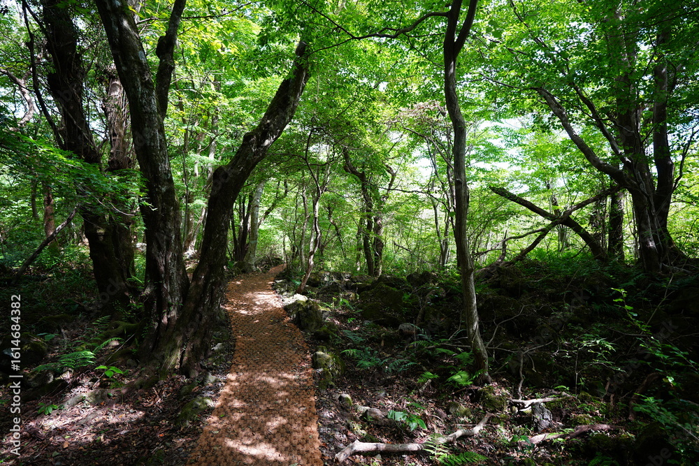 Obraz premium mossy rocks and old trees in autumn forest
