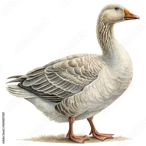 A detailed and realistic illustration of a goose standing gracefully, with its soft feathers and natural posture depicted with fine details