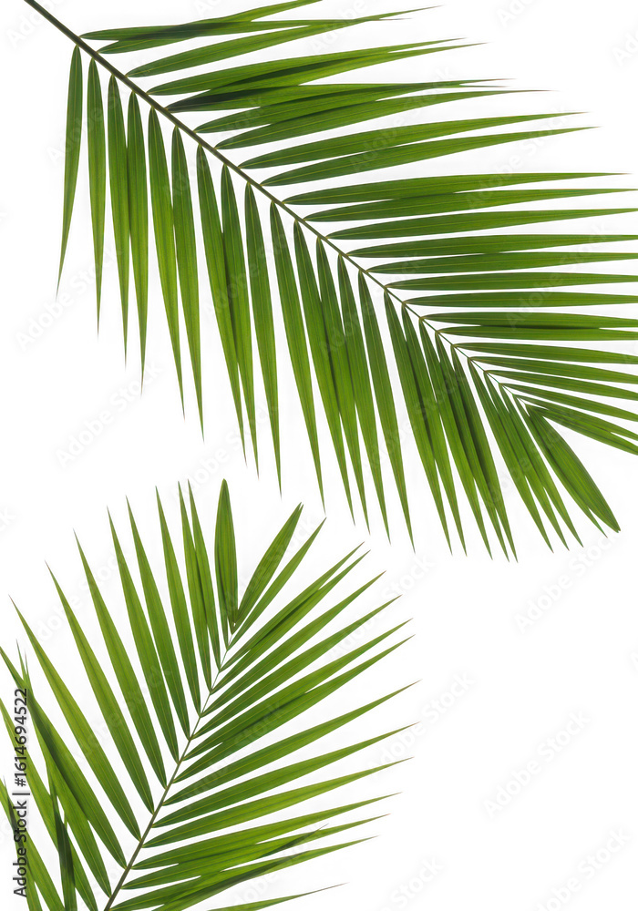 Obraz premium Ai generated image of two green palm leaves arranged on a transparent background