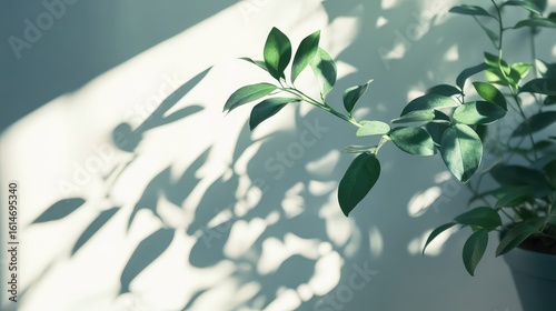 light plant shadow