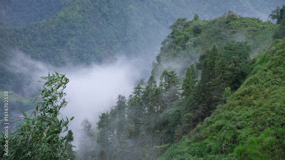 Fog flowing on hills and forest Fog flowing on hills and forest