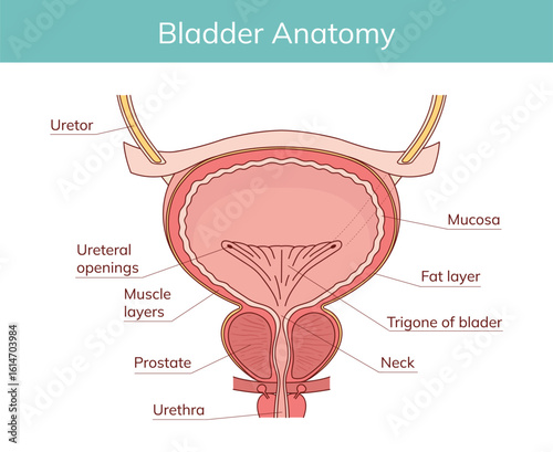 male bladder and prostate anatomy. vector illustration