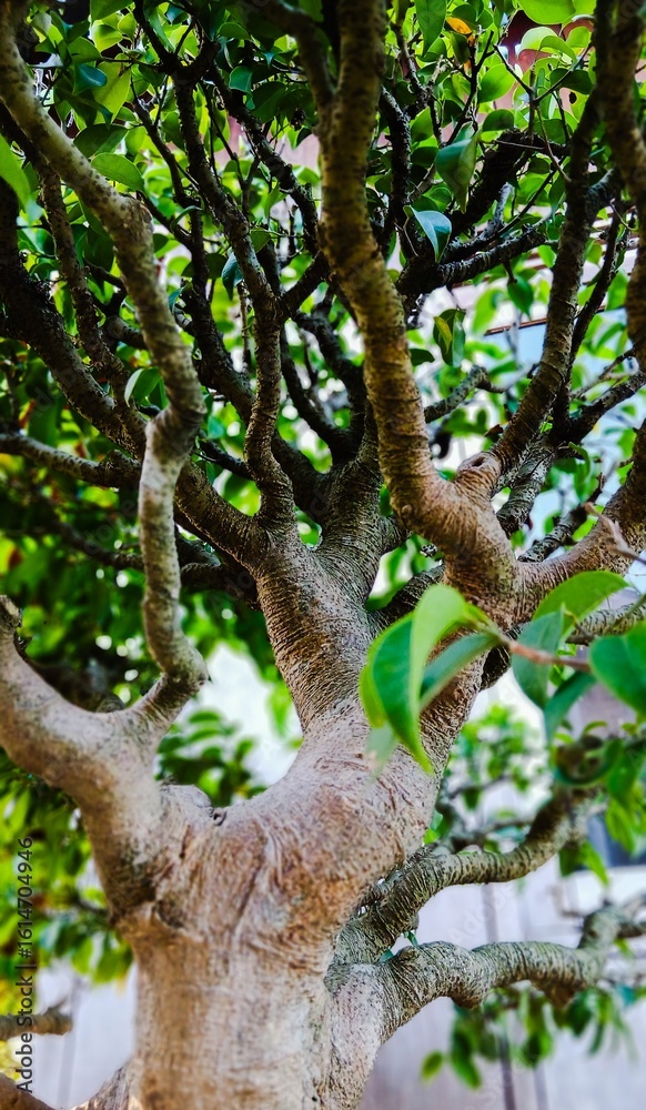 Details of the Trunk and Branches of a Tropical Bonsai with Lush Green Leaves Details of the Trunk and Branches of a Tropical Bonsai with Lush Green Leaves
