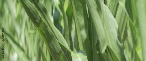 Leaves of maize in a row anamorphic 4K scope video
