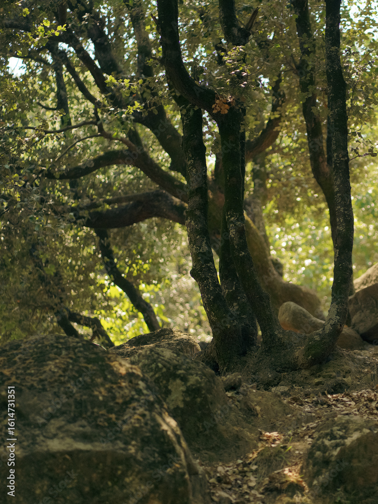 Fototapeta premium Discover ancient, gnarled trees with lush foliage and mossy rocks, creating a mysterious, enchanting forest atmosphere.