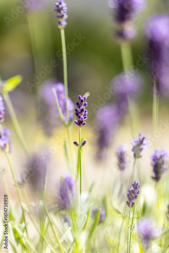 Purple lavender blooming in summer