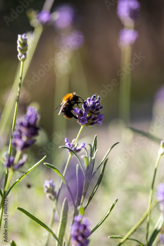 Purple lavender blooming in summer