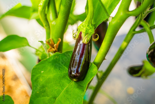 Young dark purple eggplant growing on a bed in a greenhouse, close-up