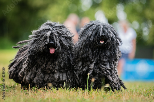 amazing couple Puli dog breed