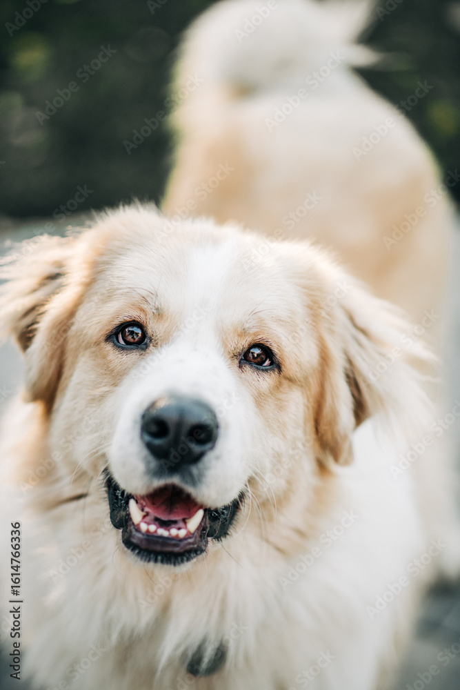 Fototapeta premium Fluffy dog smiles close to camera with bright eyes and open mouth