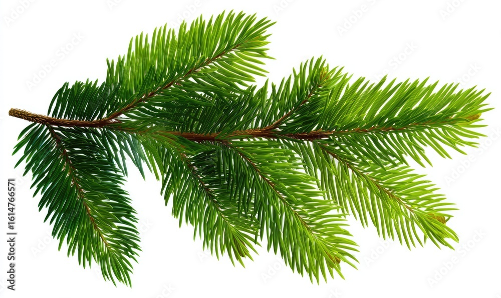 Naklejka premium Lush green evergreen branch isolated on white