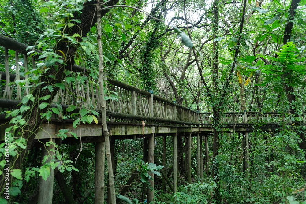 Scenic Canopy Walkway in Lowveld National Botanical Garden Scenic Canopy Walkway in Lowveld National Botanical Garden