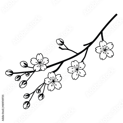 Delicate black cherry blossoms and buds on a branch white
