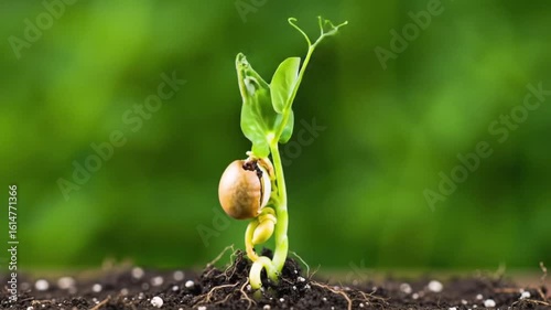 A young pea plant seedling sprouting from a seed in rich soil, symbolizing new beginnings, growth, and the agricultural cycle.