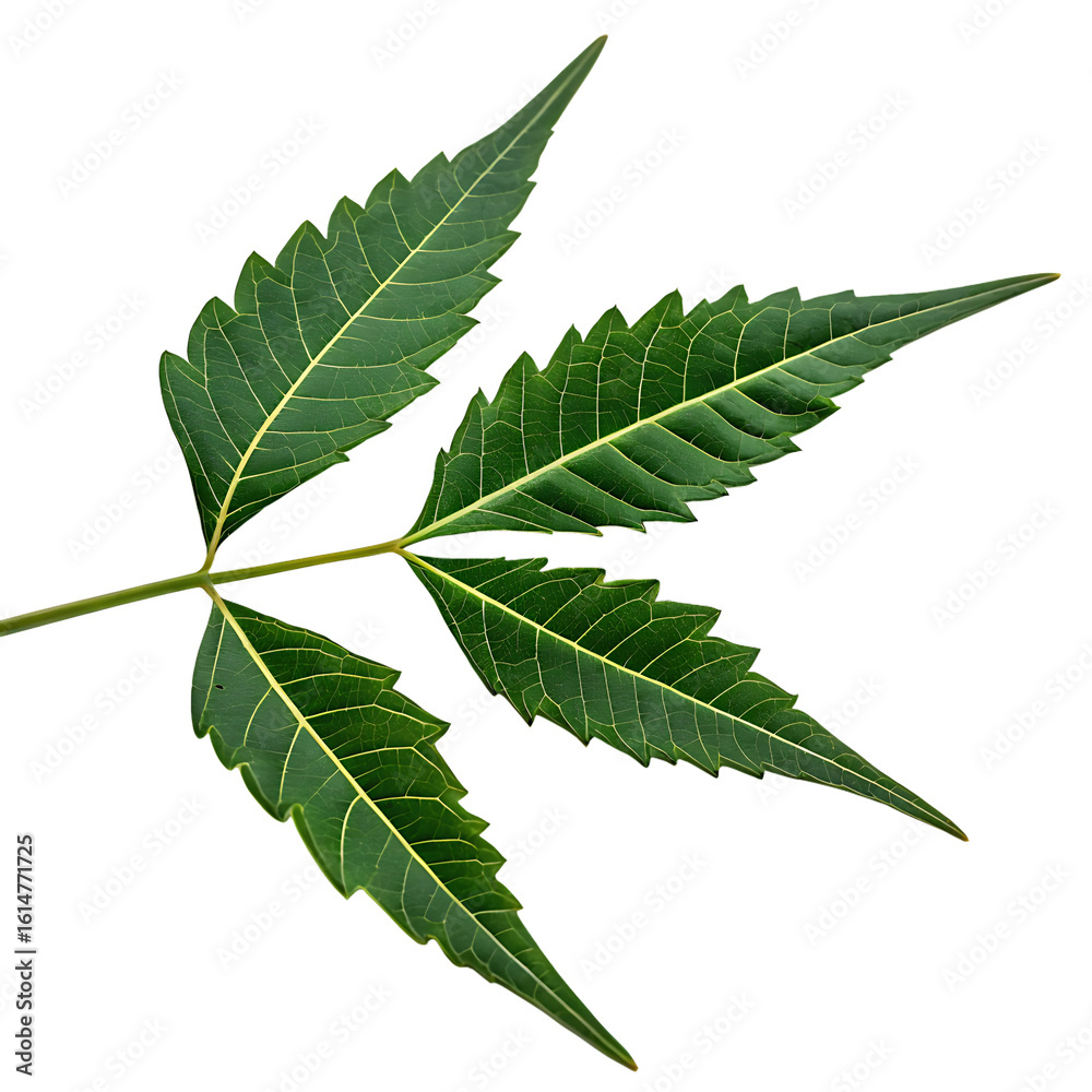 Fototapeta premium A whole single neem leaf isolated on a transparent background