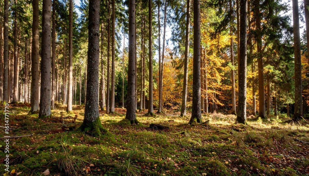 Fototapeta premium Sunny autumn forest scene