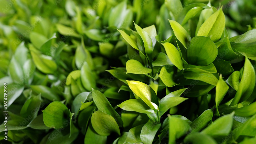 green leaves background,Lush Green Leaves with Natural Sunlight in Outdoor Garden green leaves background,Lush Green Leaves with Natural Sunlight in Outdoor Garden