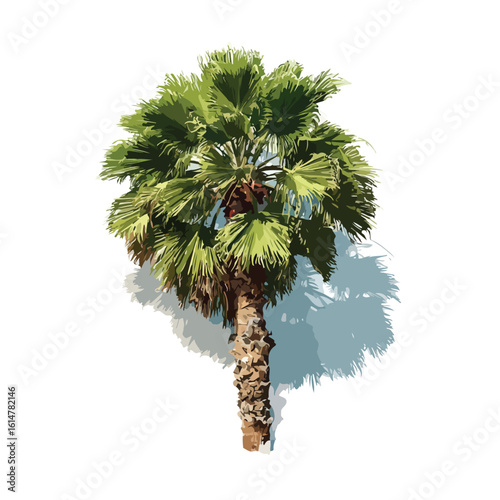 california palm tree clip art stock isolated in White Background, california palm tree vector clip art stock, Flat lay vector illustration