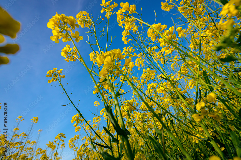Obraz premium Low angle view, under plant of beautiful yellow flowering rapeseed canola, or colza blossom, plant for green energy in oil industry