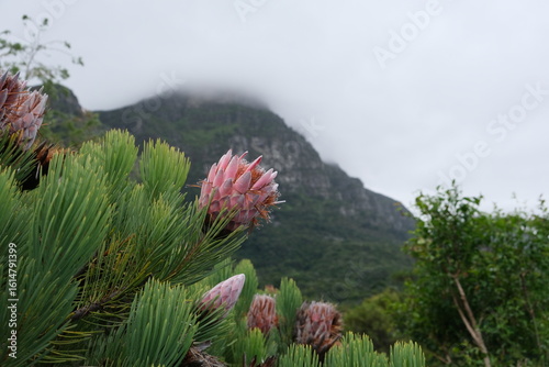 Vibrant Protea Blooms in Kirstenbosch Botanical Garden