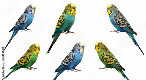 Six colorful budgies of various shades, posed against a plain white background.