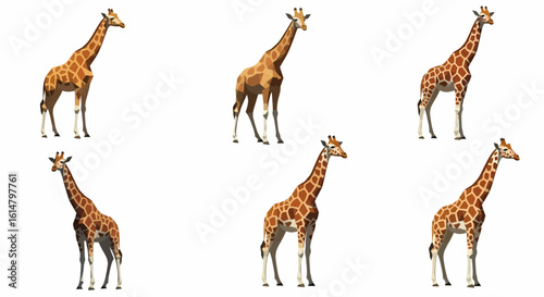 A collection of six adult giraffes, each depicted standing with unique poses and coat patterns on a white background.