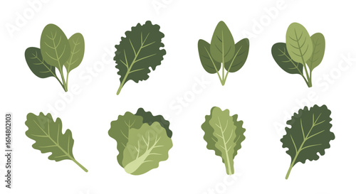 Fresh Greens Array: An enticing collection of vibrant green leafy vegetables, perfect for culinary and health-conscious themes, showcasing nature's nutritious bounty.