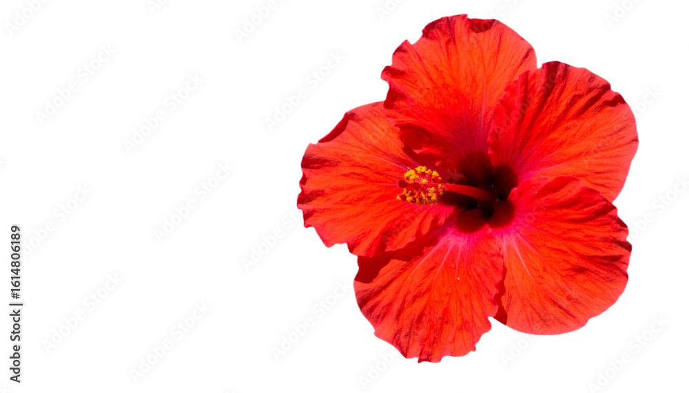 Fototapeta premium Vibrant red hibiscus flower showcasing delicate petals and a sunny bloom.