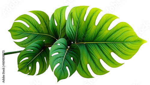 resh green leaves — PNG perfect for eco, nature, or decor designs.