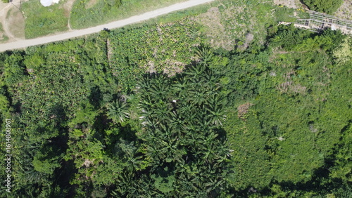 Aerial View of Elaeis guineensis Vegetation at Lake Bosomtwe, Ghana