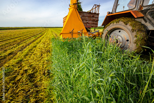 Tractor with mounted machine forage harvester as cutting green crop for silage