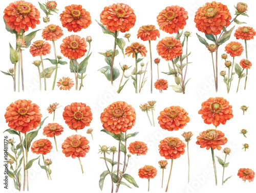 Billede på lærred zinnia watercolor clipart