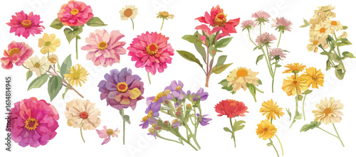 Fotografi zinnia watercolor clipart