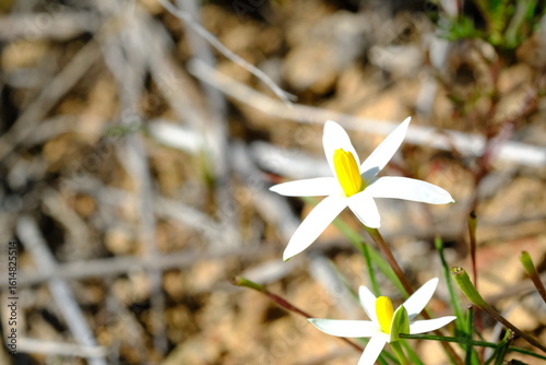 Close-up of Moraea flaccida Flower in Hantam National Botanical Garden