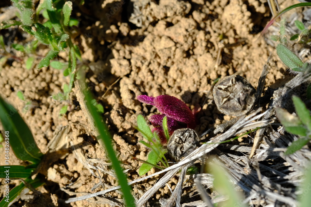 Fototapeta premium Hyobanche Sanguinea Wildflower in Hantam National Botanical Garden