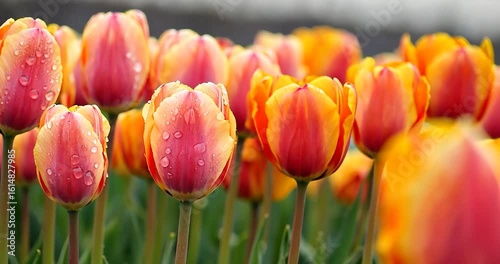 Colorful tulips bloom close up