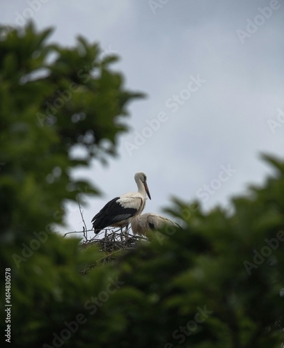 Great blue heron flying over tropical wetlands with wings spread wide