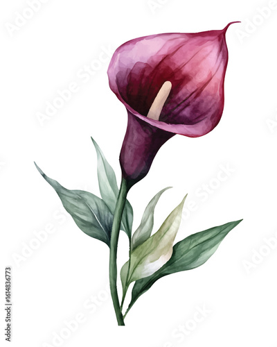 Watercolor deep pink calla lily flower with green leaves on white background vector