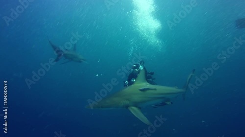 Wallpaper Mural A shark swims near divers in open water, captured at close range with strong motion and visibility. Torontodigital.ca
