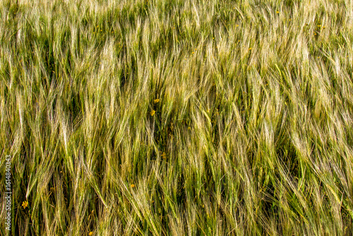 Close up of ears of wheat