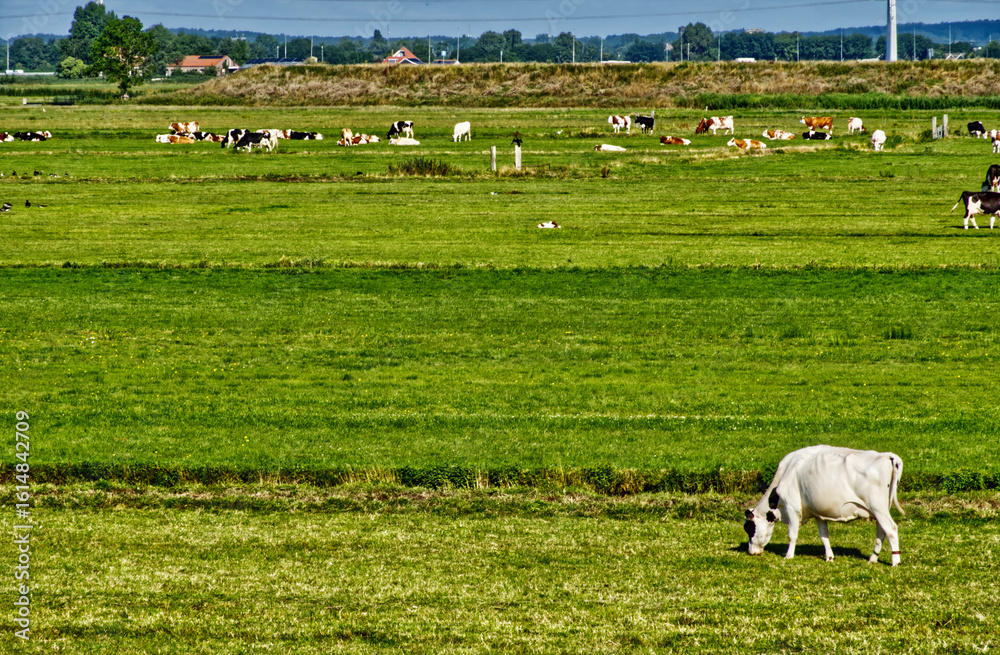 Fototapeta premium White and black cows grazing peacefully in a vibrant green polder meadow in holland, enjoying a sunny day
