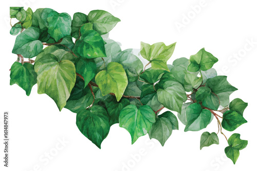 Watercolor painting of lush green ivy leaves on a white background plant