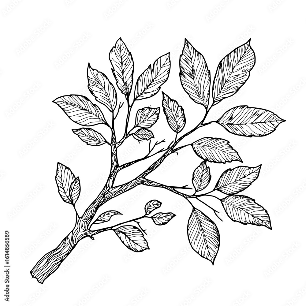 Tree branch with thin twigs and leaves, black and white sketch. Vector illustration. Spring and summer tree with foliage, isolated on white background. For birthday, wedding, postcards and invitations
