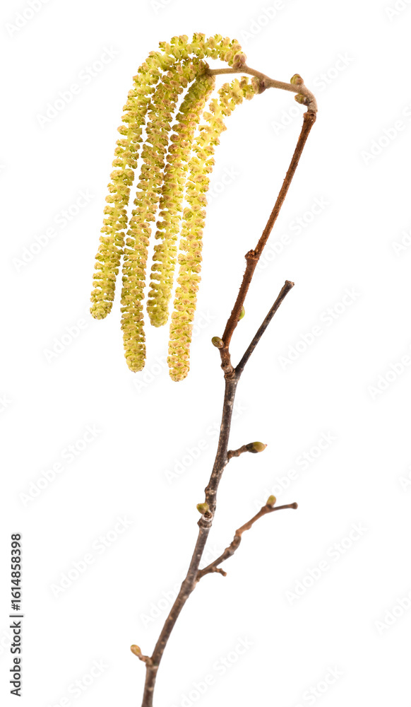 Hazelnut catkins Hazelnut catkins